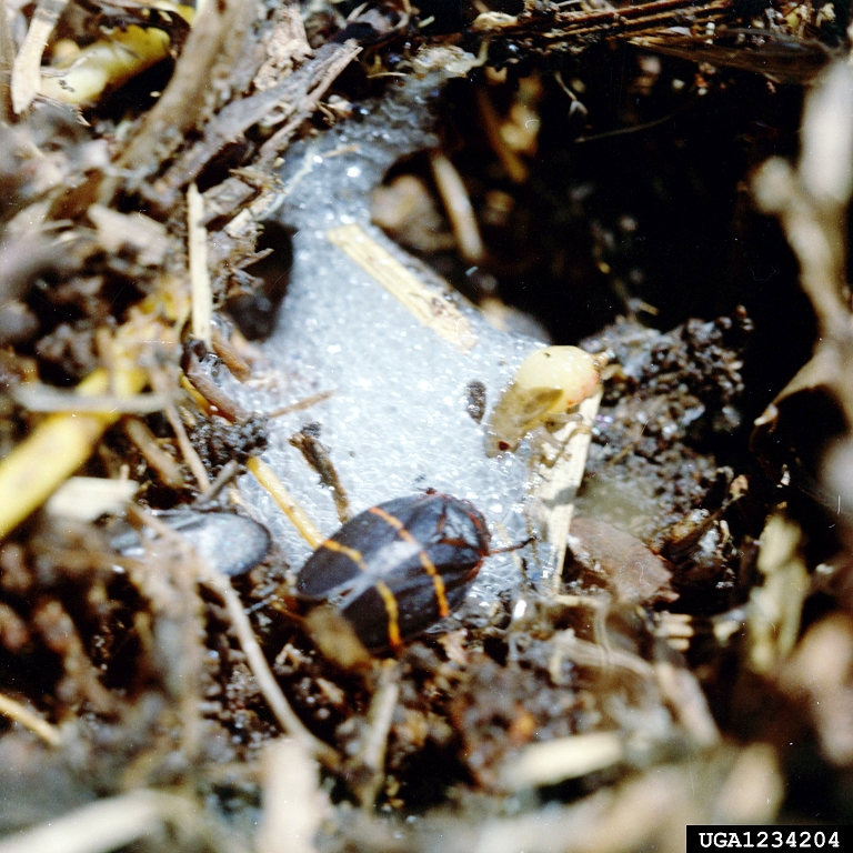 adult spittlebug and nymph emerging from spittle mass