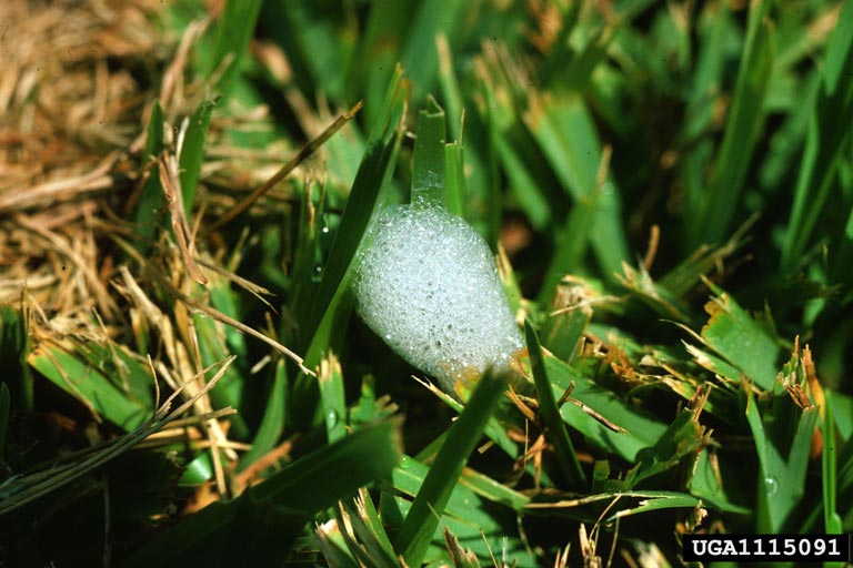 Spittle mass on grass