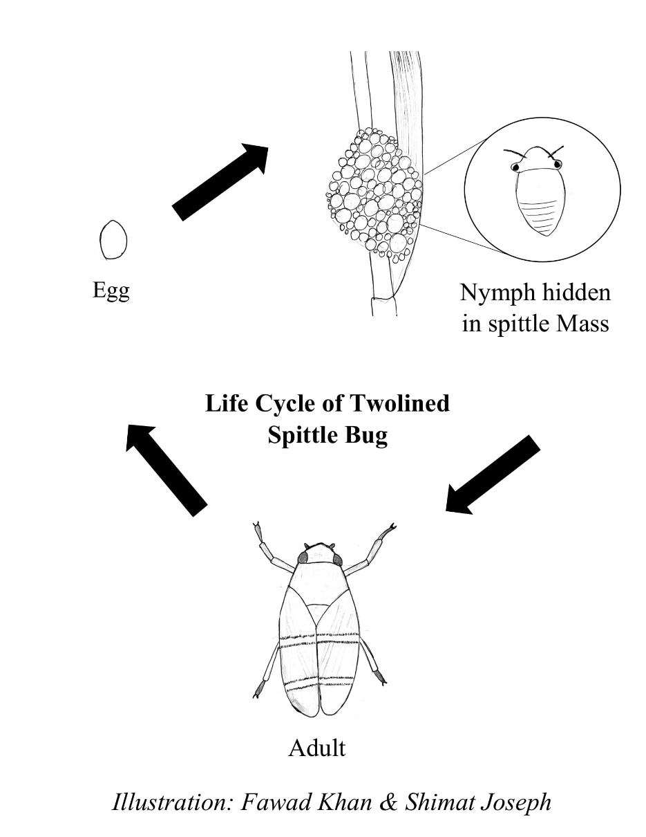 Diagram of the life cycle of the two-lined spittle bug from egg to nymph hidden in spittle mass to adult and back to egg. Illustration: Fawad Khan & Shimat Joseph