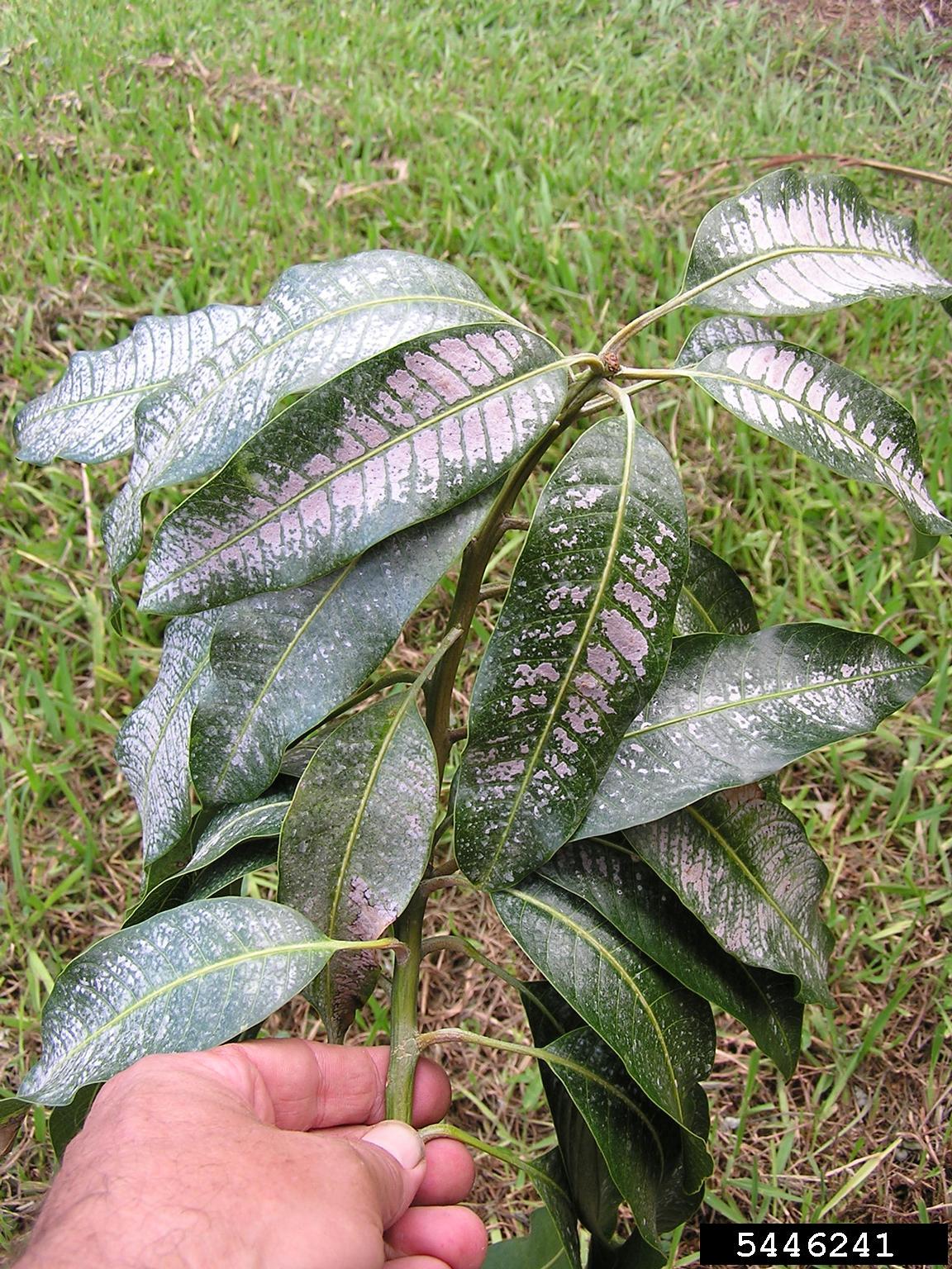 White speckled leaves