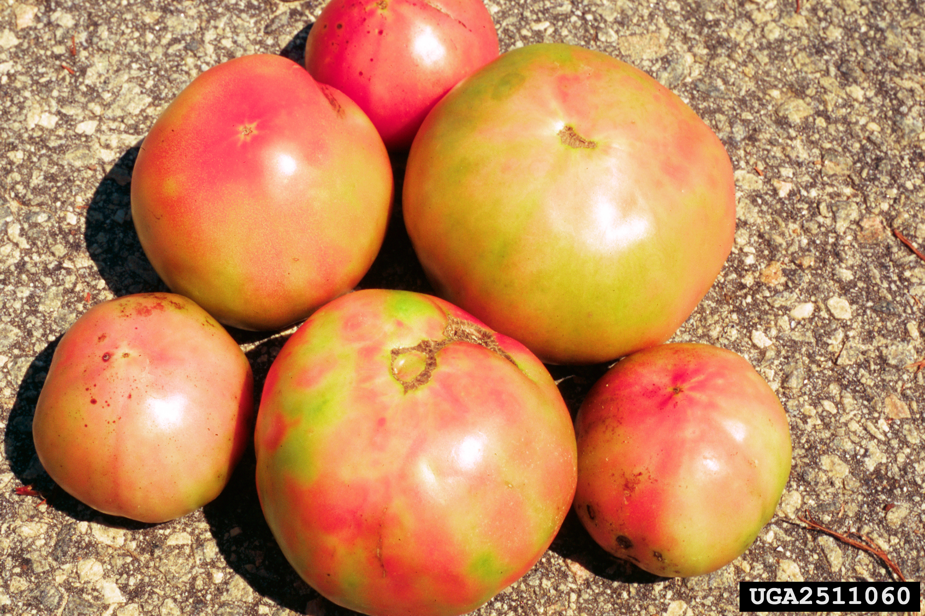 Tomatoes with speckles of damage