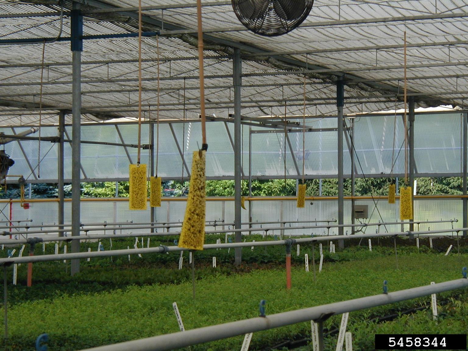 Yellow sticky cards hanging in a commercial greenhouse