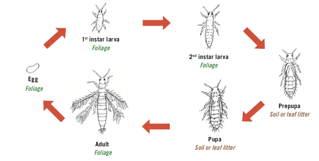 Diagram of the lifecycle of western flower thrips. Adults, eggs, first, and second instar larvae are in foliage, then prepupae and pupae are in soil or leaf litter.