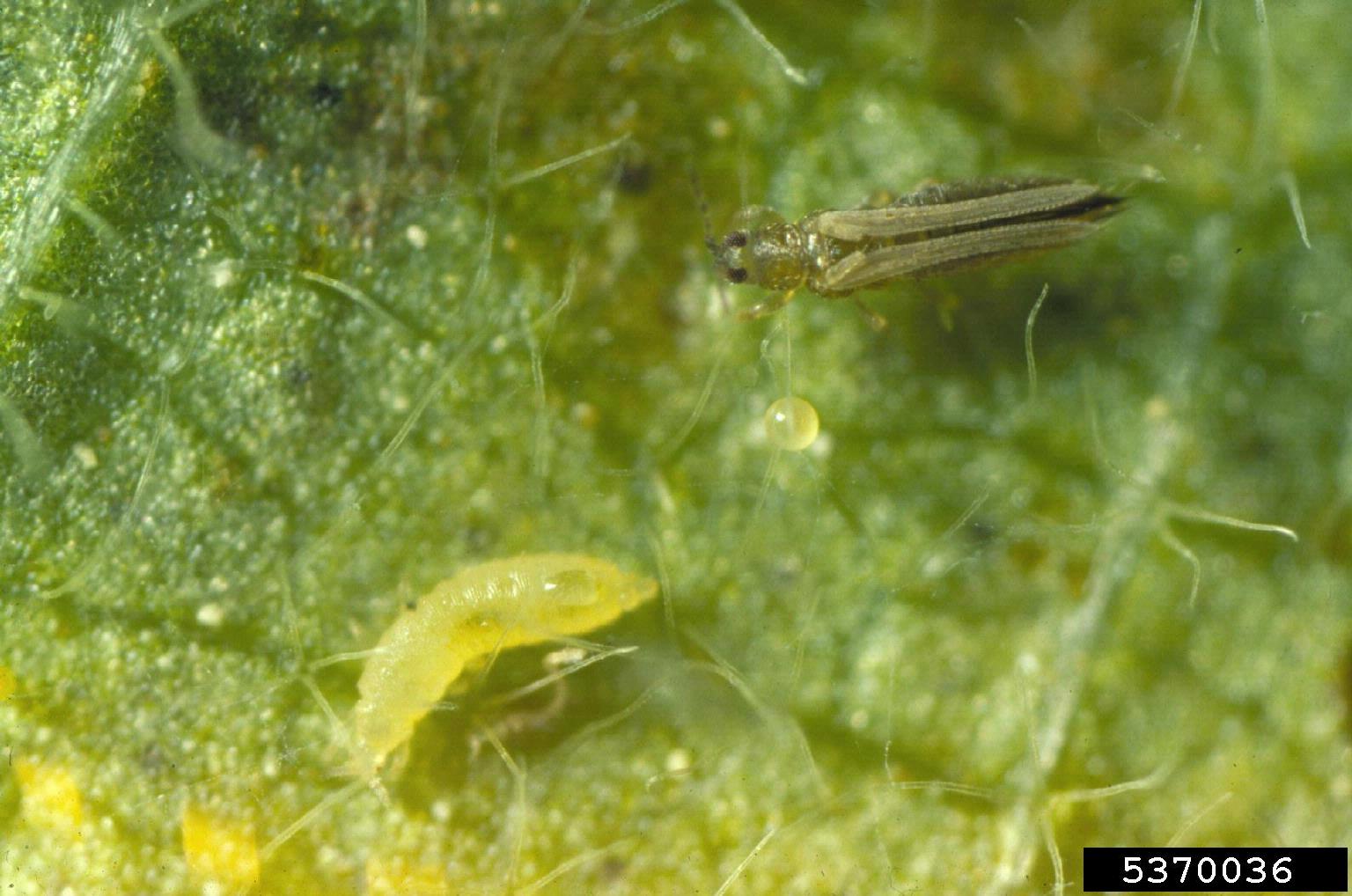 Adult and larva western flower thrips