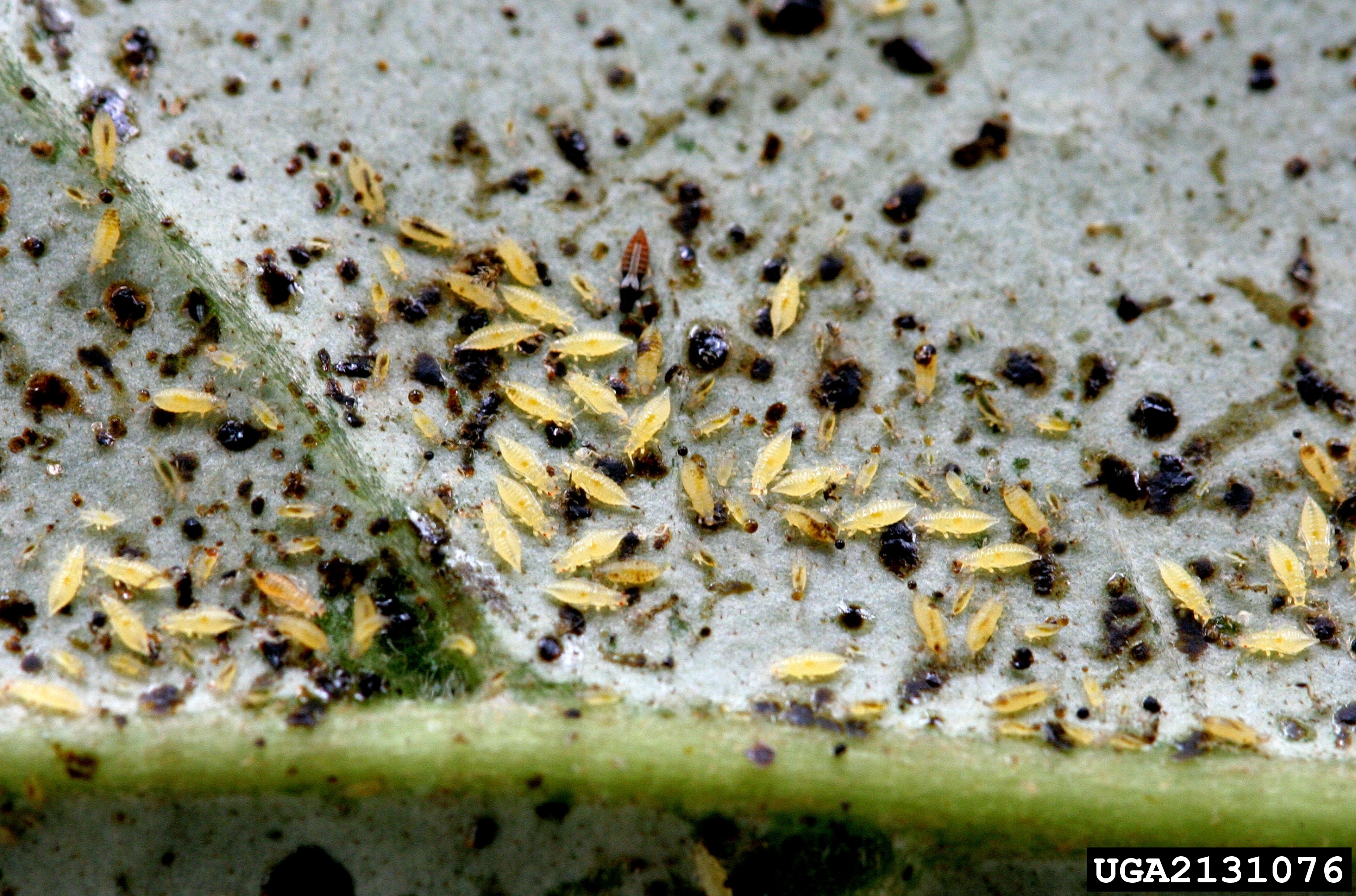 Greenhouse thrips covering a leaf