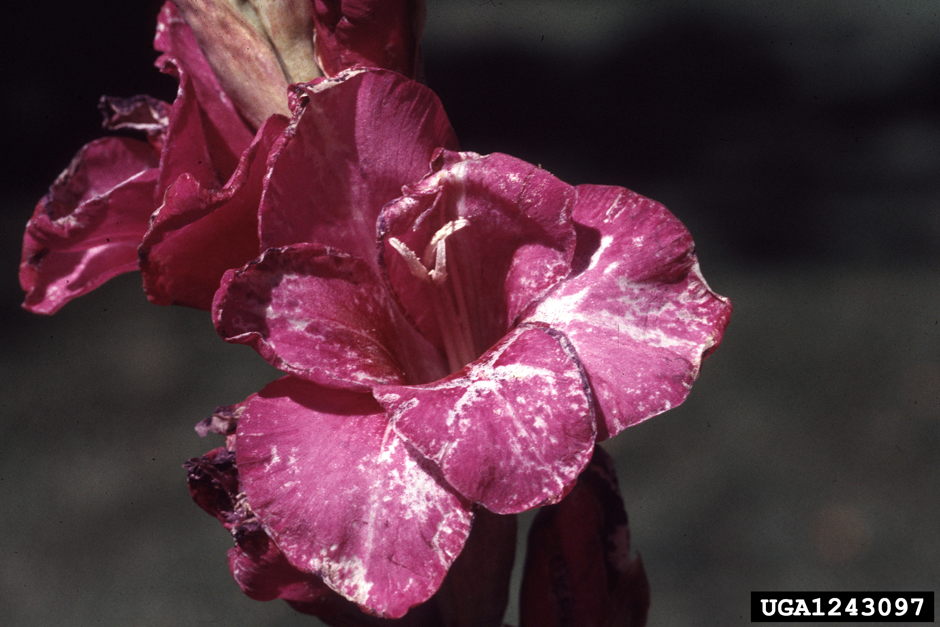 Damaged gladiolus flowers
