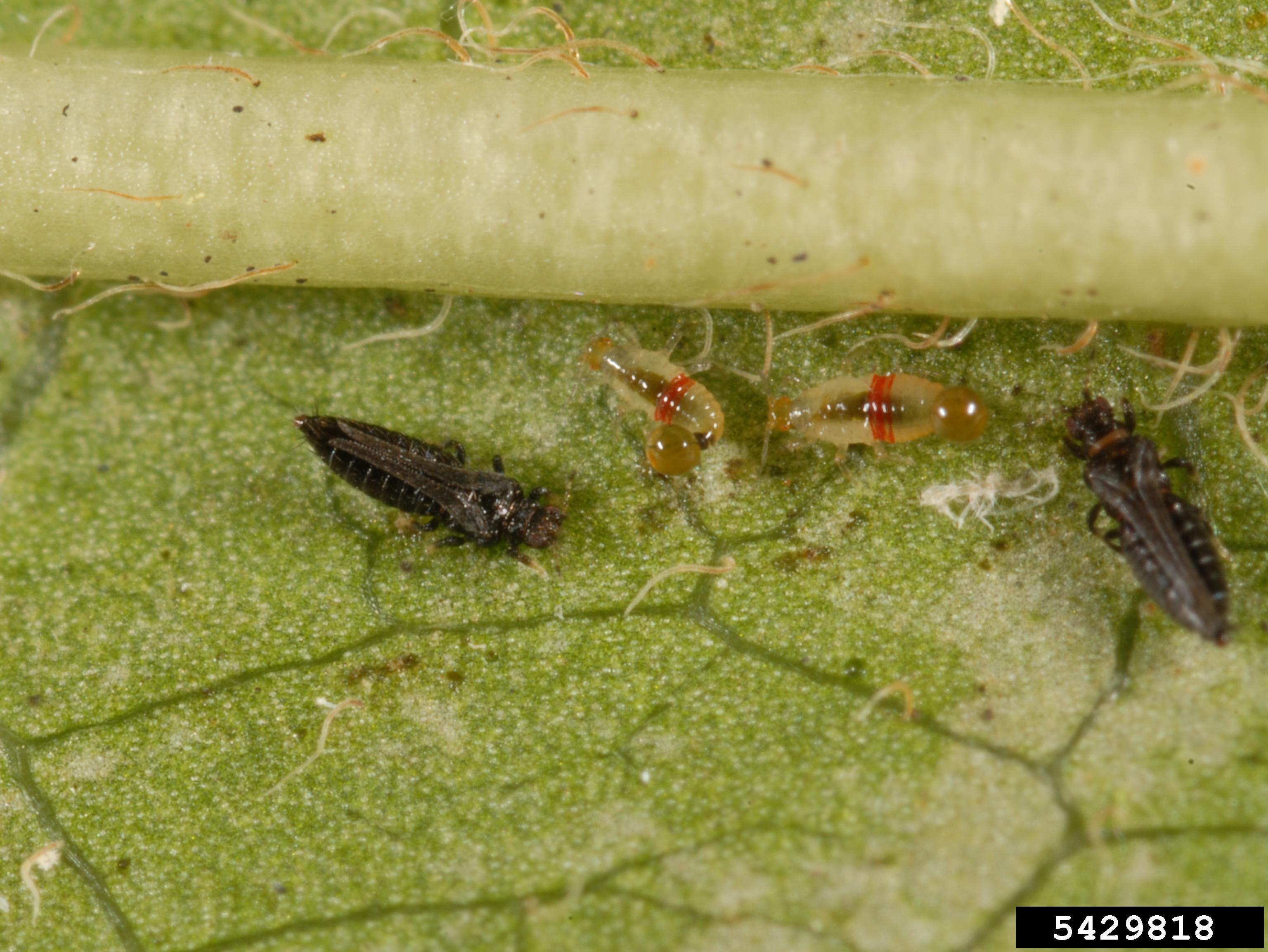 Red banded thrips on a leaf