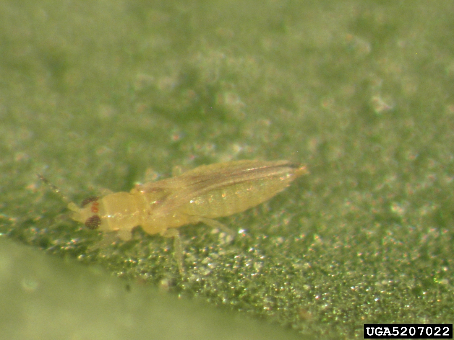 Thrips: a threat to your crops