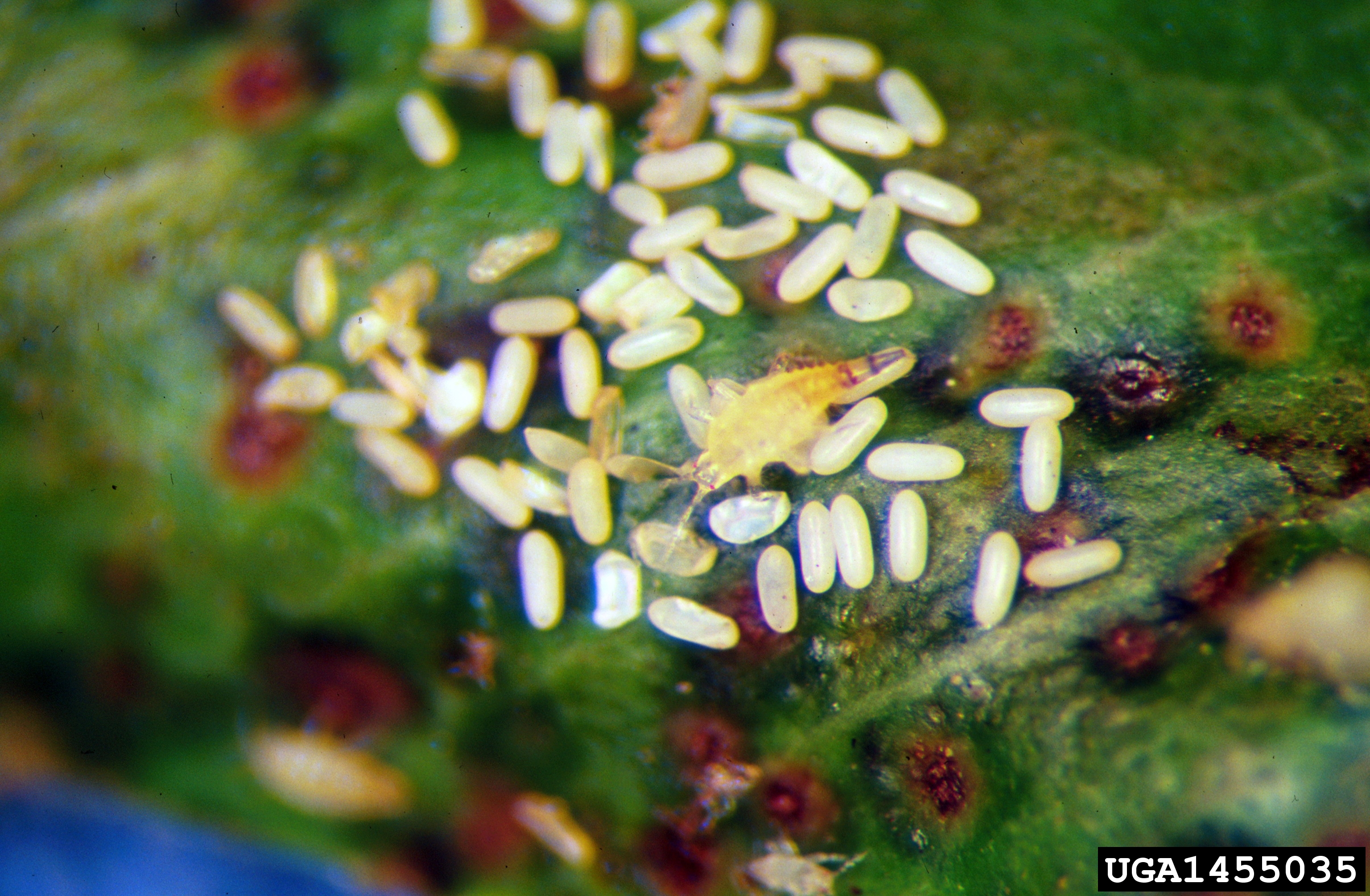 Cuban laurel thrips larva and eggs