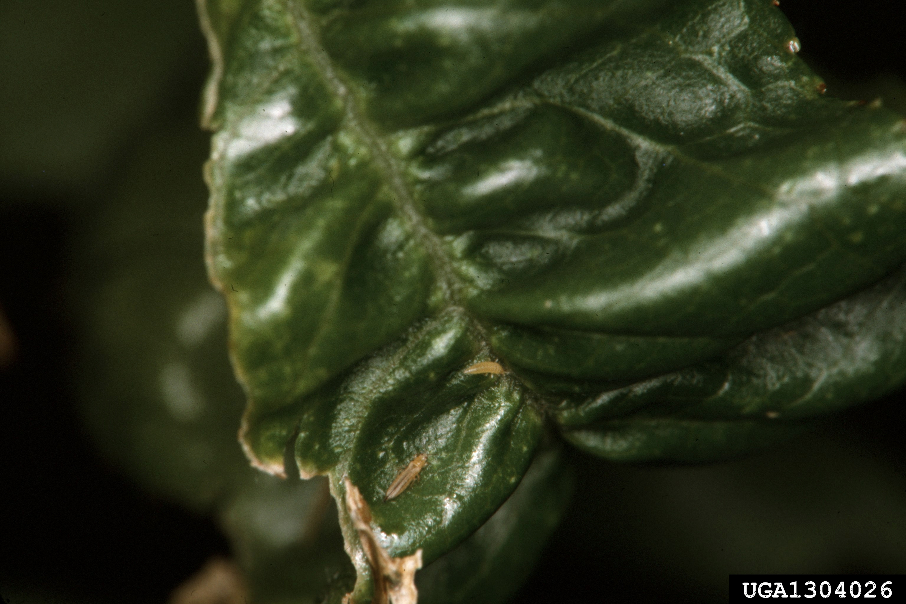 flower thrips on a distorted leaf