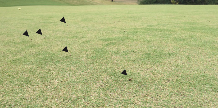 Field of grass with black arrows pointing to bees on the grass.