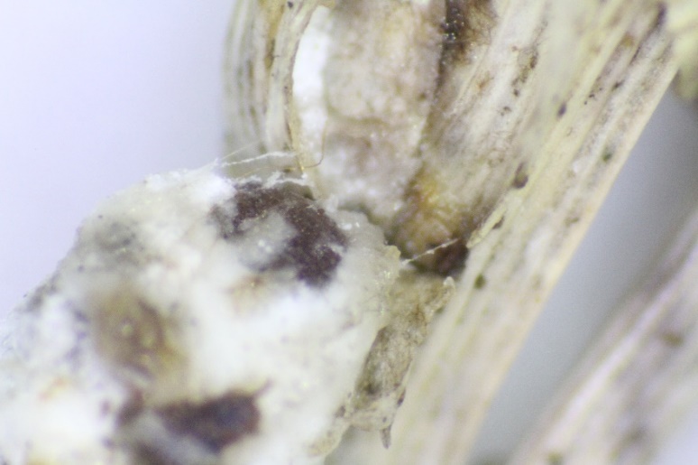 Mealybug feeding tube