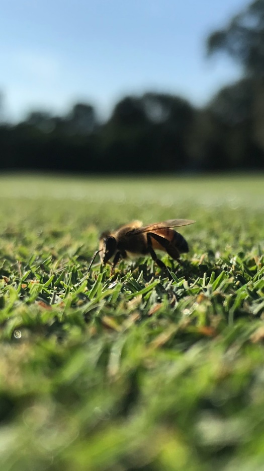 Honeybee on grass