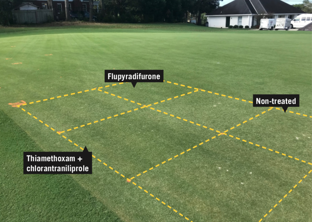 Plots of bermudagrass on a lawn labeled with treatments