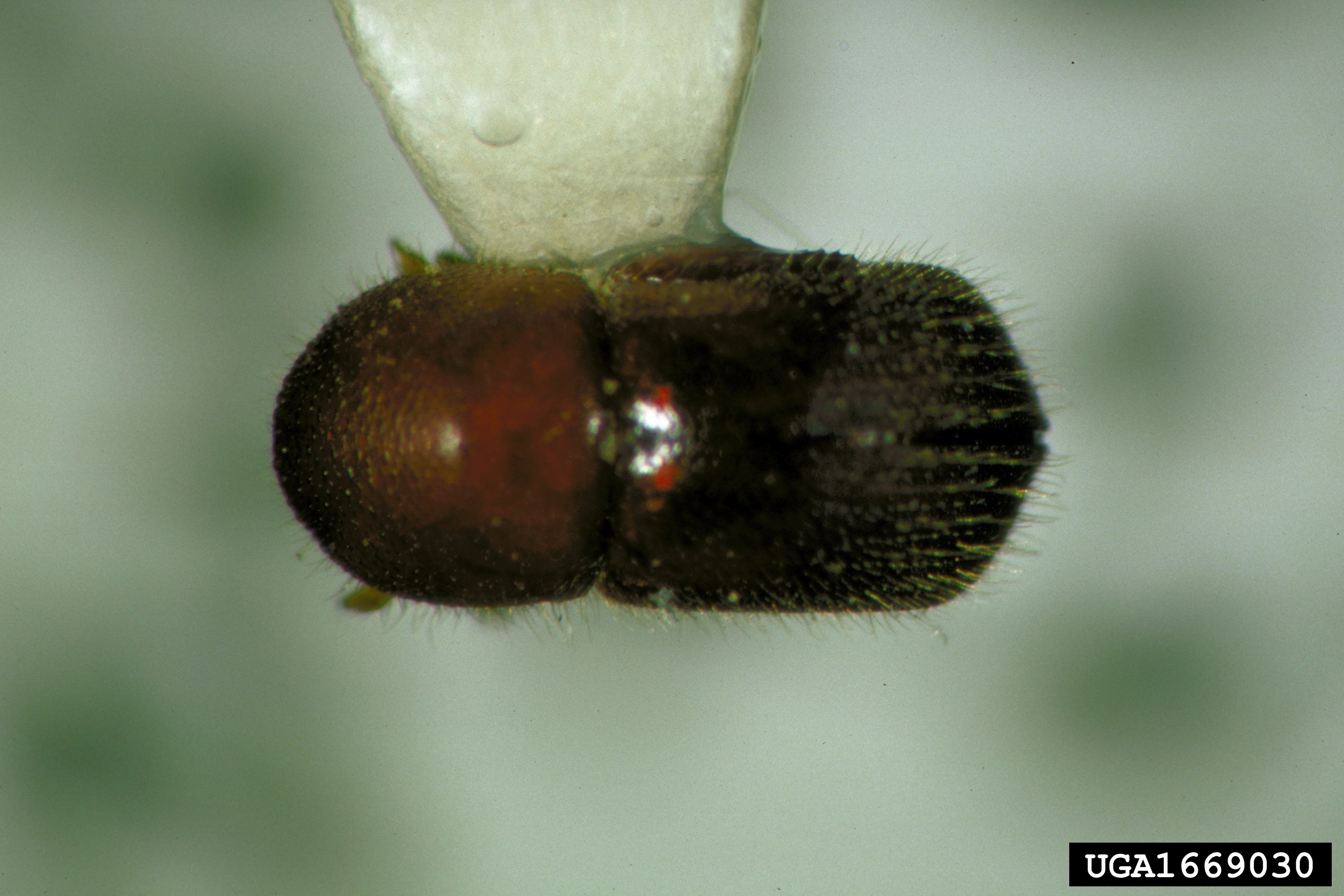 Female granulate ambrosia beetle
