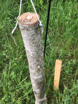 Bolt trap consisting of an upright log with sawdust toothpicks in the side.