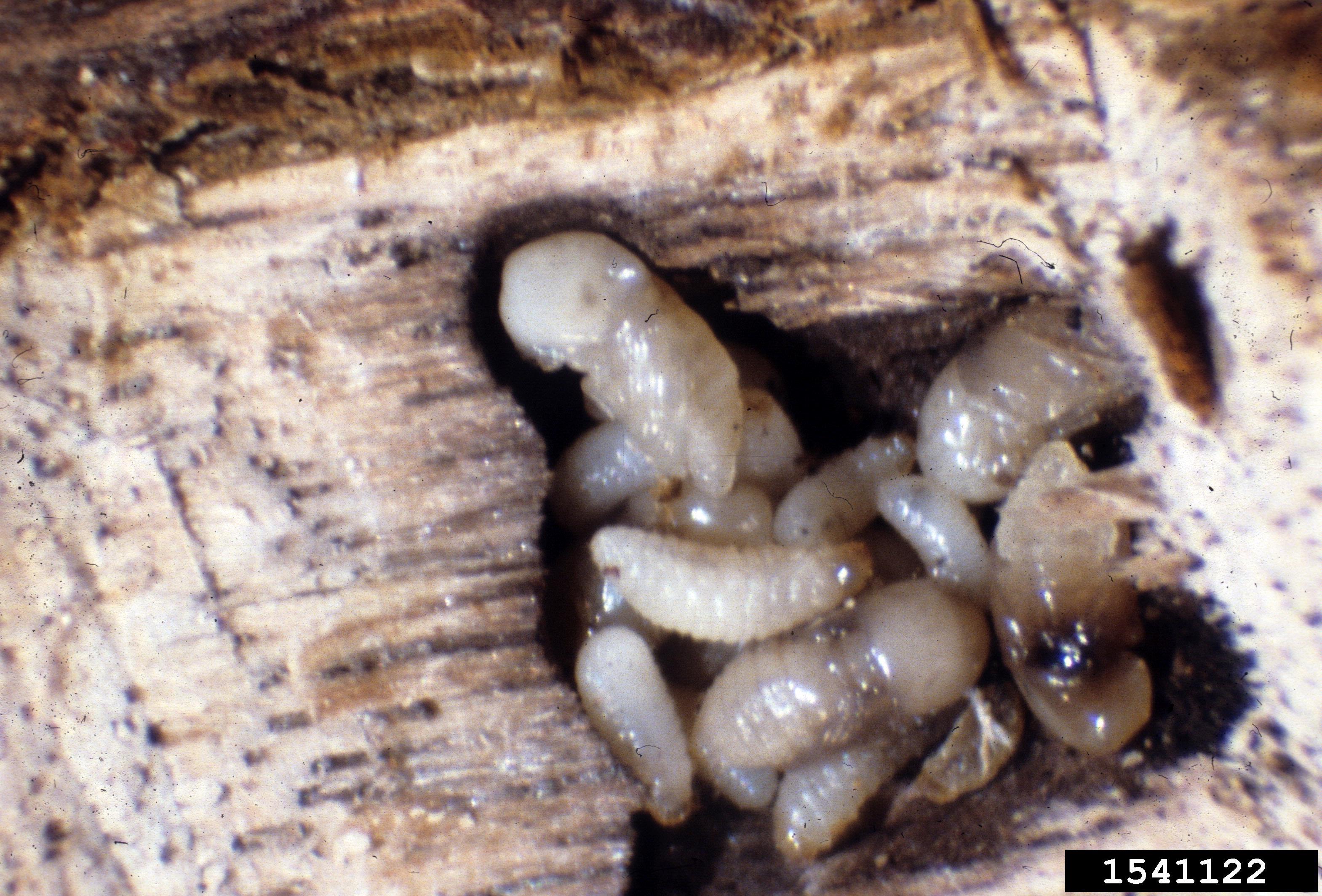 Larva and pupae of a granulate ambrosia beetle