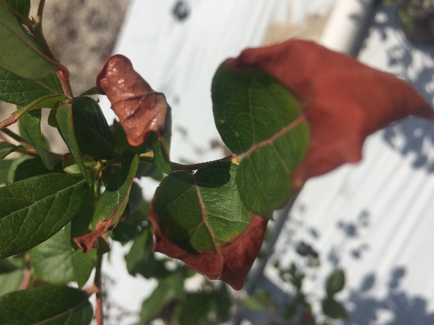 Salt injury on a blueberry plant