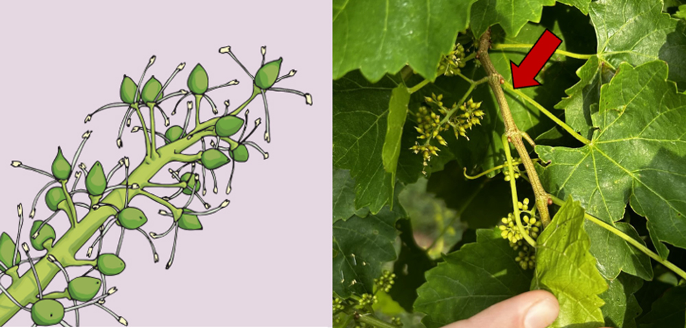 a mixed-media figure containing an illustration and a photo illustrating the bloom timing of a grape vine