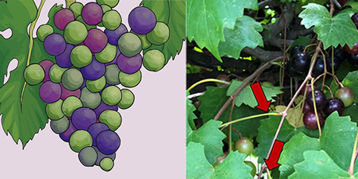 a mixed-media figure containing an illustration and a photo illustrating the veraison timing of a grape vine