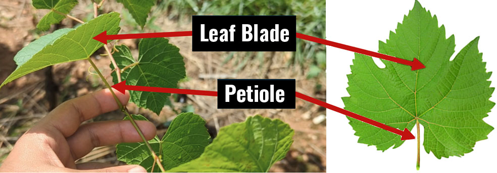 a photo of a plant with a two-tone graphic of a leaf with arrows indicating tissue sample regions