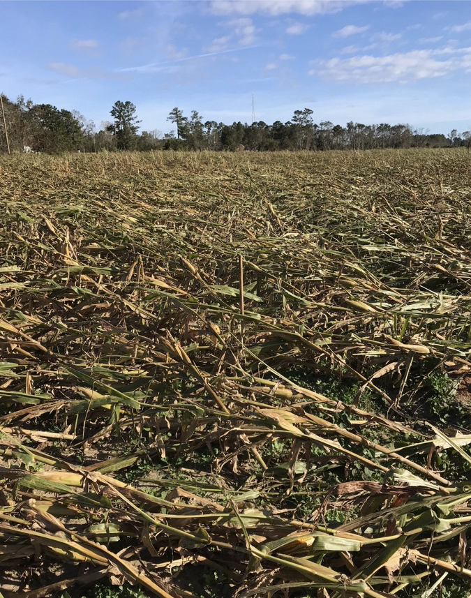 Lodged crop of tropical corn