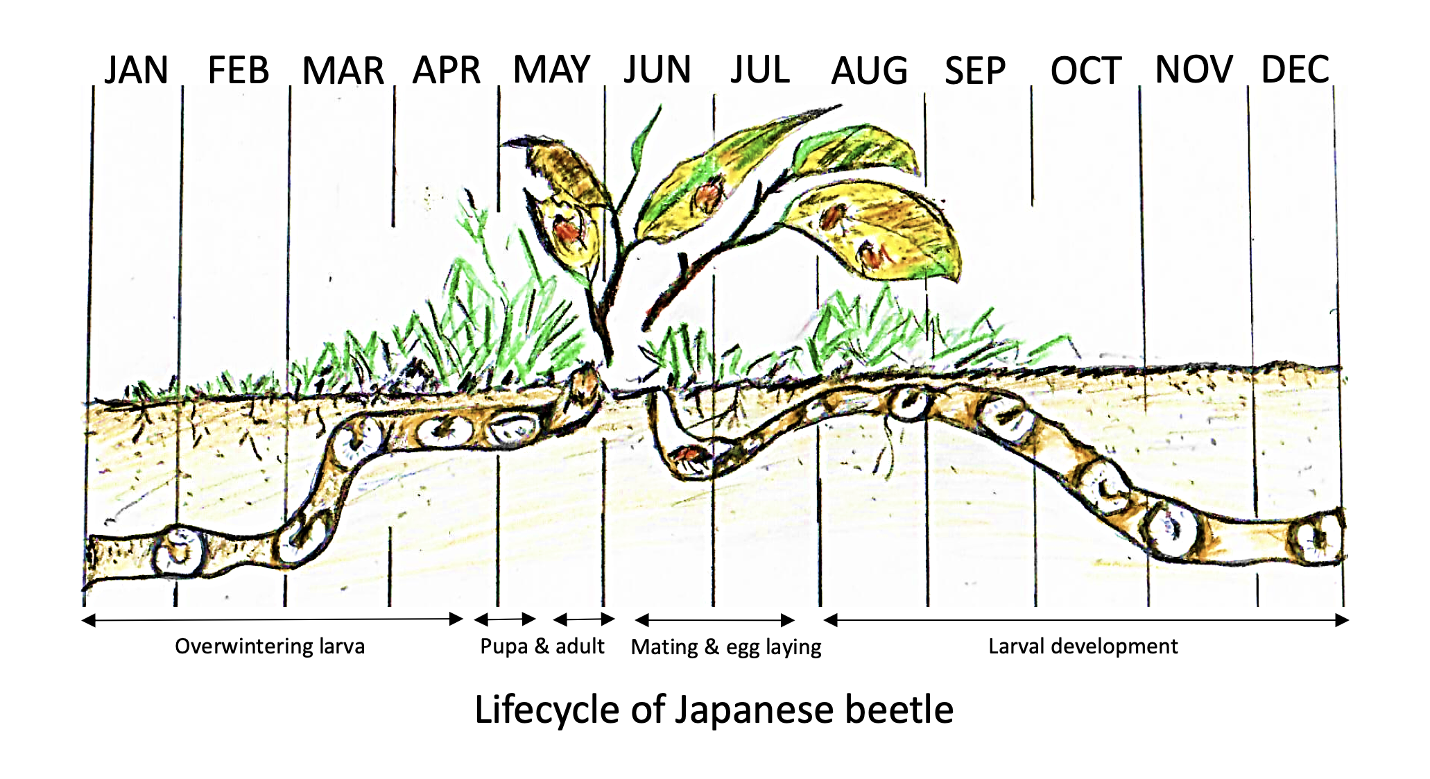 Japanese beetle life cycle annually. From January to April the larvae overwinter underground. From April to May they pupate and from May to June they emerge as adults. From June to July they mate and lay eggs, and from August to December the larvae develop underground.