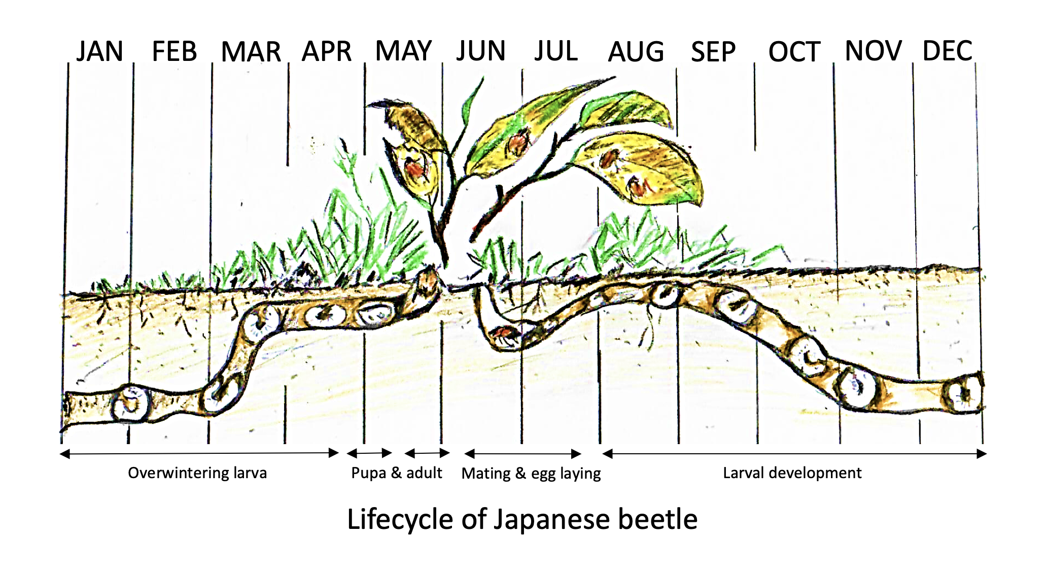 100 Years of Japanese Beetles in New Jersey - Mendham Garden Centers