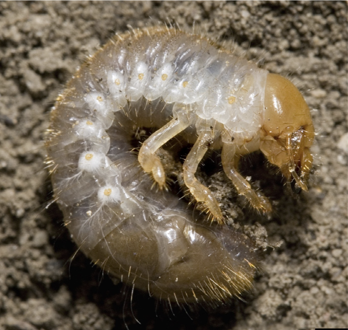 Japanese beetle grub