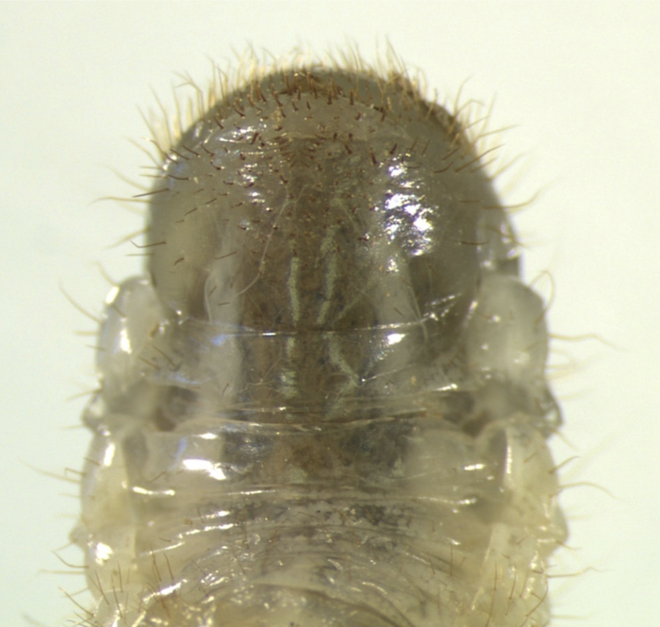 Japanese beetle grub pattern of hairs