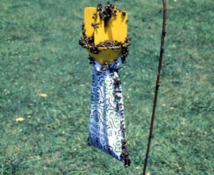 Japanese beetle trap