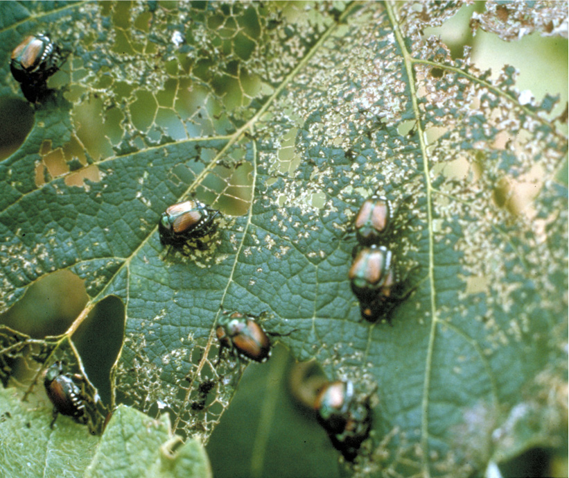 Japanese beetles on skeletonized damaged leaf