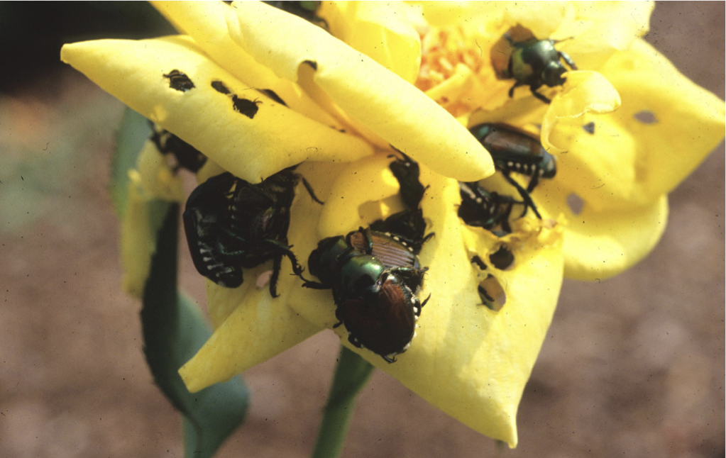 Adult Japanese beetles on damaged yellow rose