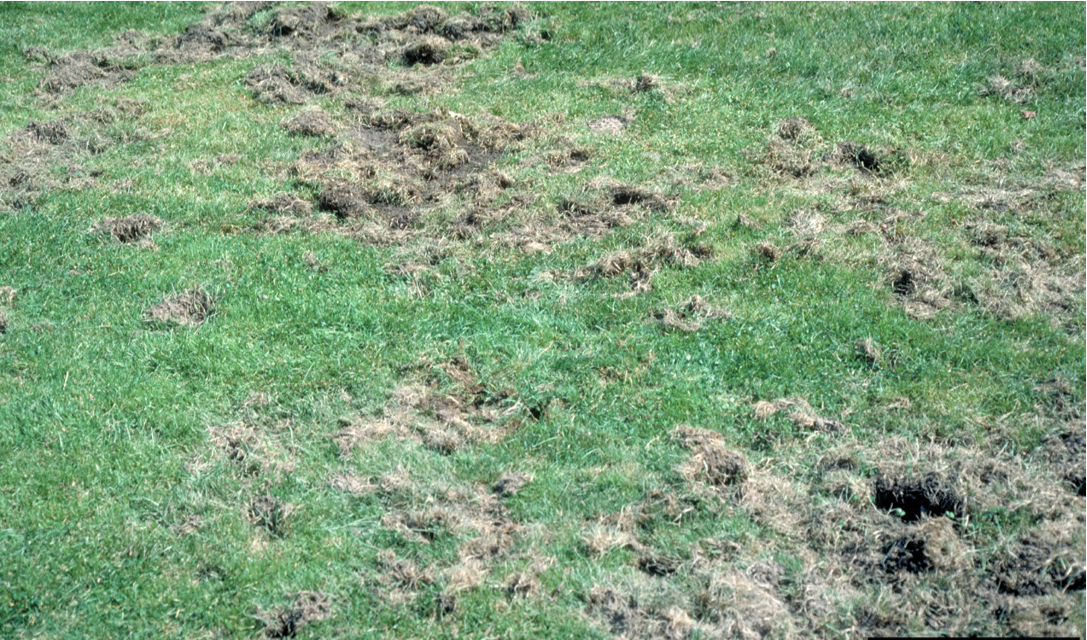 Damaged turf