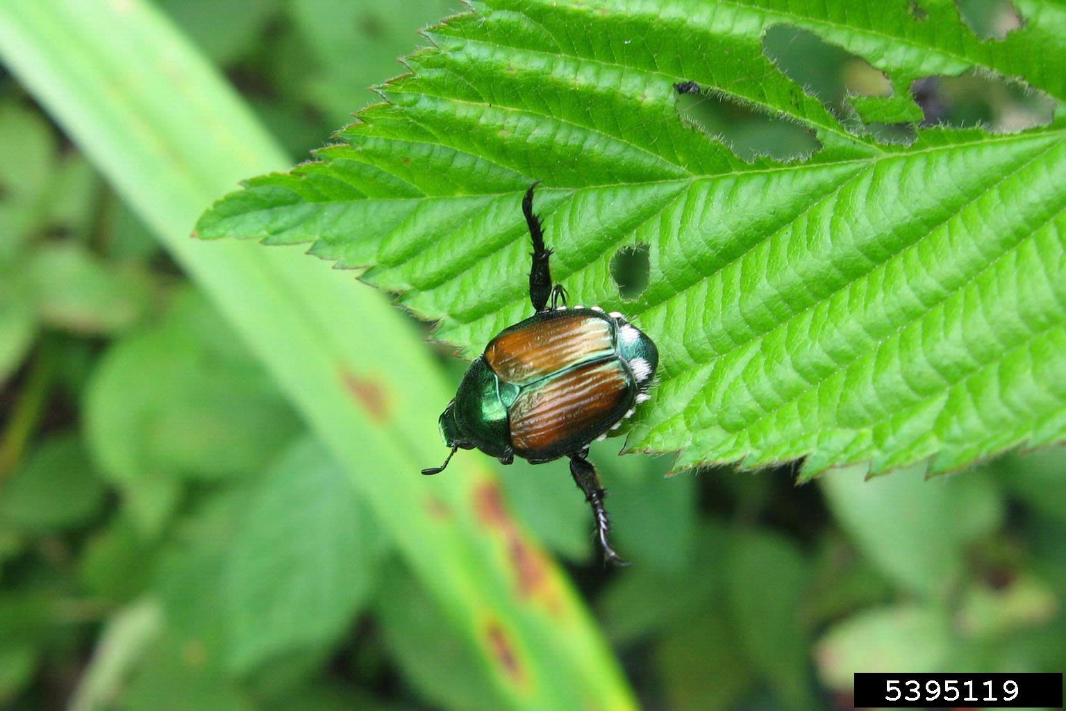 An adult Japanese beetle on a green leaf.