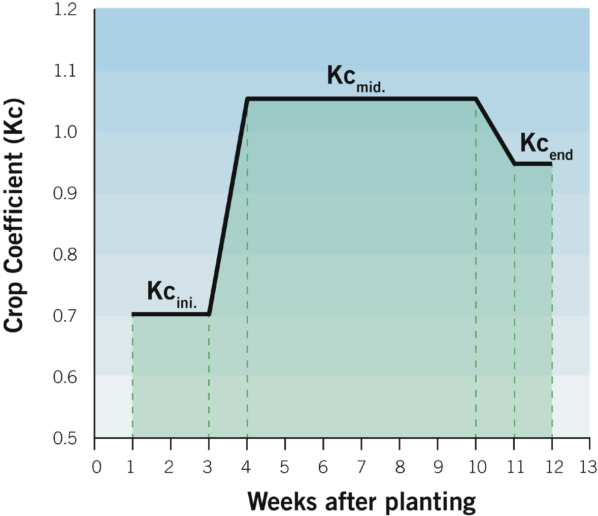 Graph of the growth of Brassica crops by weeks after planting. Crop coefficient increases quickly from early to mid season, then decreases to the end season.