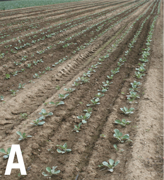 Early season cabbage crop planted in rows