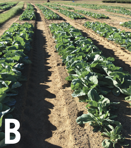 Mid season cabbage crop. The cabbages have filled out the rows with foliage