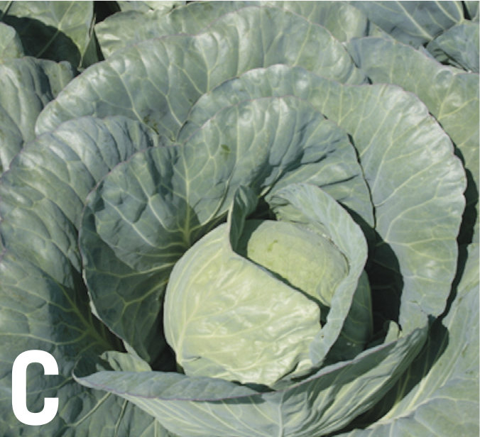 End season cabbage