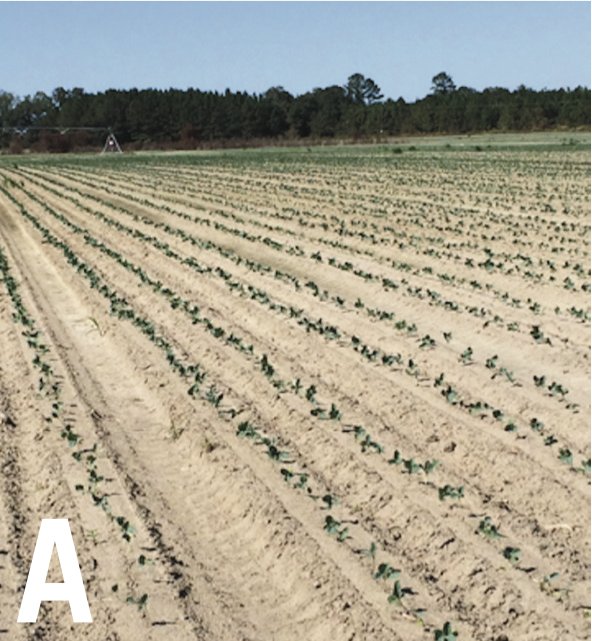 Broccoli crops at the beginning of the season