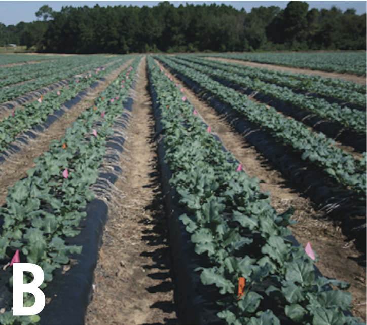 Broccoli crops mid season