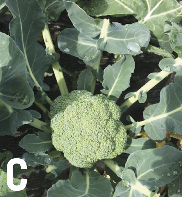 Broccoli crops at the end of the season