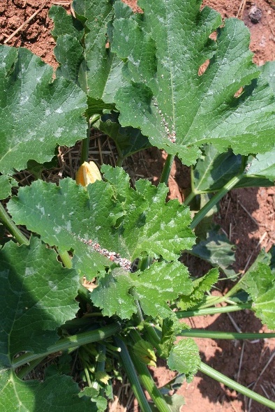 Leaves with fertilizer sitting on them.