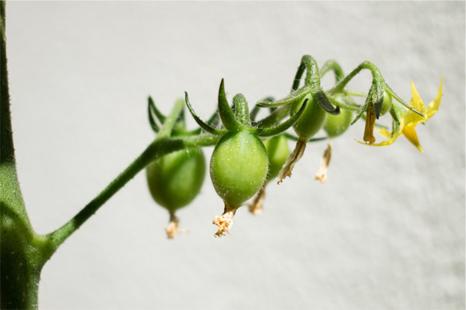 Plant stem with flowers budding into small green fruits.