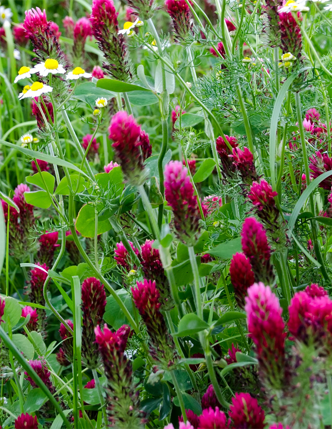 Red clover flowers acting as cover crops