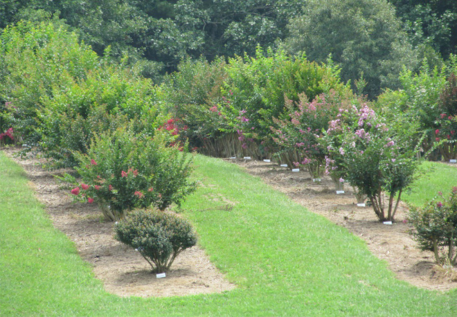 Manicured crape myrtles planted in rows over the gentle curve of a hill.