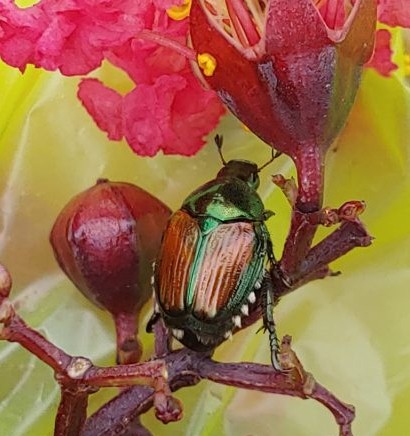 A brown and green iridescent Japanese beetle on the stem of a cluster of crape myrtle flowers that have yet to open.