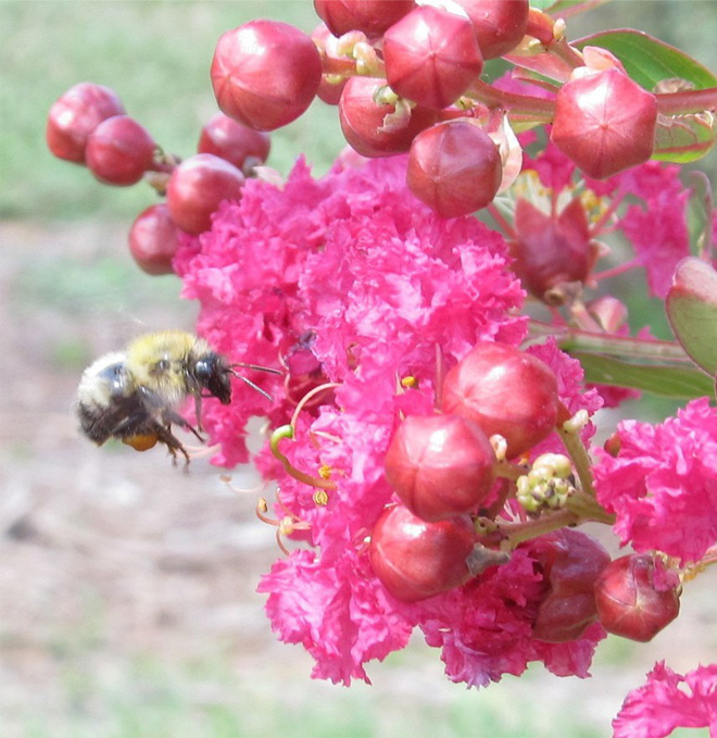 Bumble bee visiting a pink crape myrtle flower