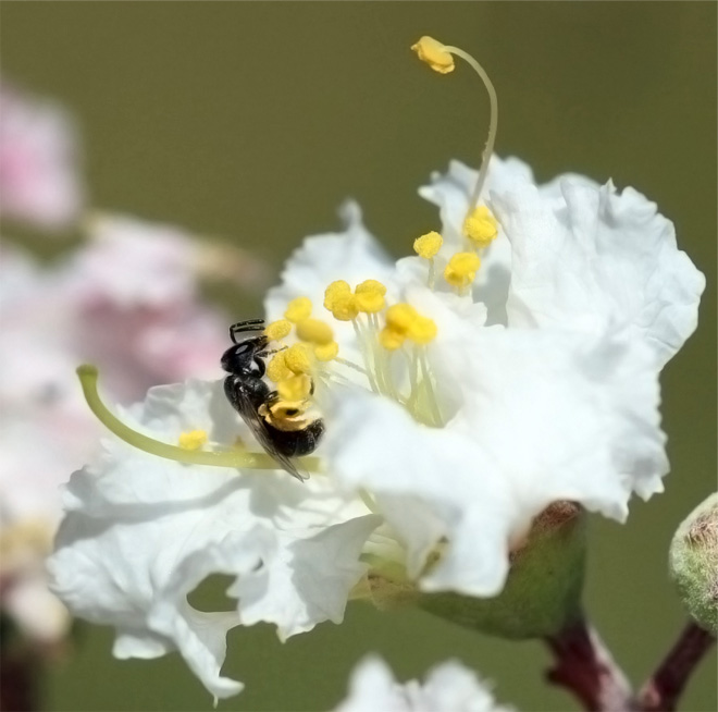 Small bee visiting a white crape myrtle flower