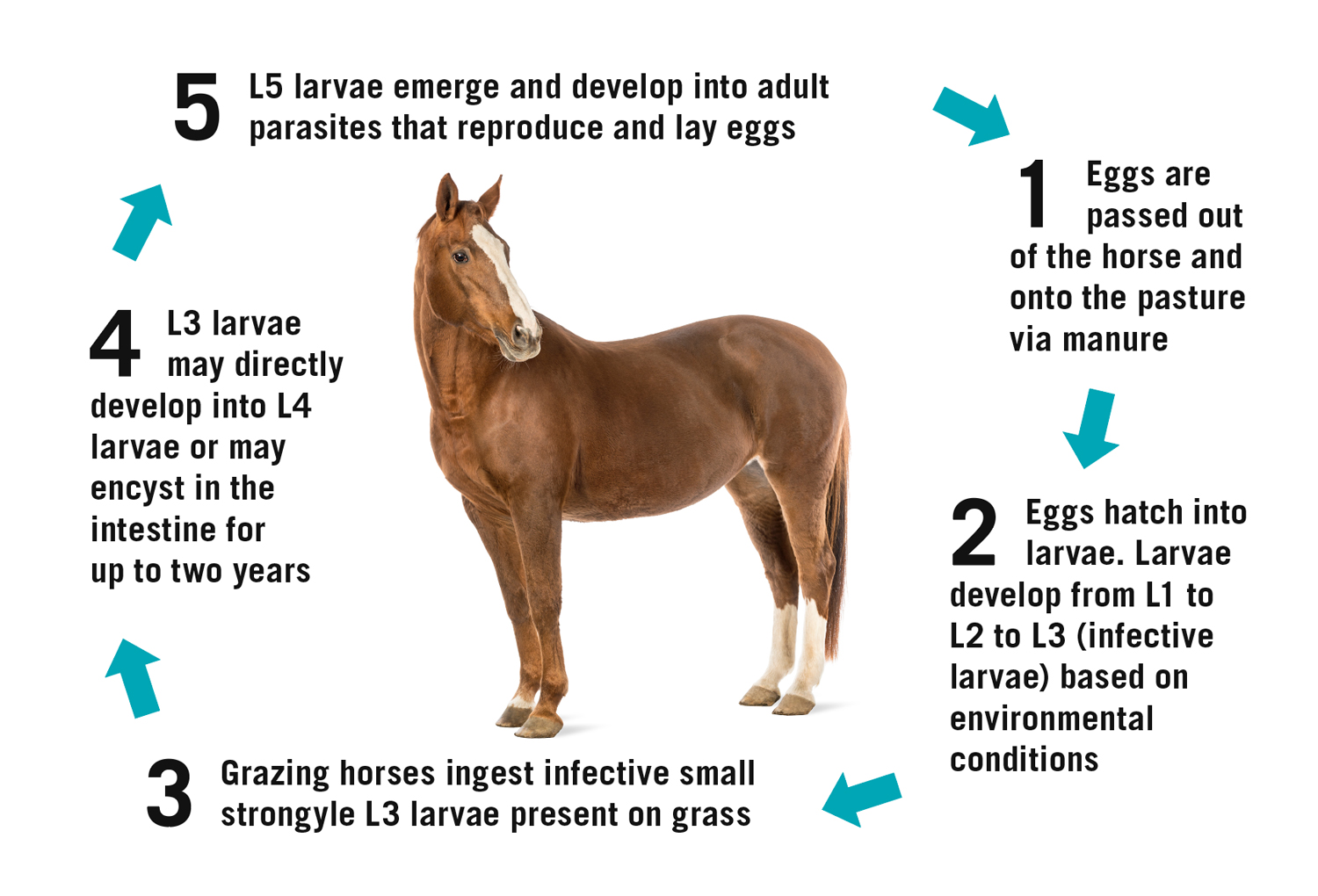 In stage 1, eggs are passed out of the horse and onto the pasture via manure. In step 2, eggs hatch into larvae. Larvae develop from L1 to L2 to L3 (infective larvae) based on environmental conditions. In step 3, grazing horses ingest infective small strongyle L3 larvae present on grass. In step 4, L3 larvae may directly develop into L4 larvae or may encyst in the intestine for up to 2 years. The final step is when L5 larvae emerge and develop into adult parasites that reproduce and lay eggs, at which point this cycle repeats.